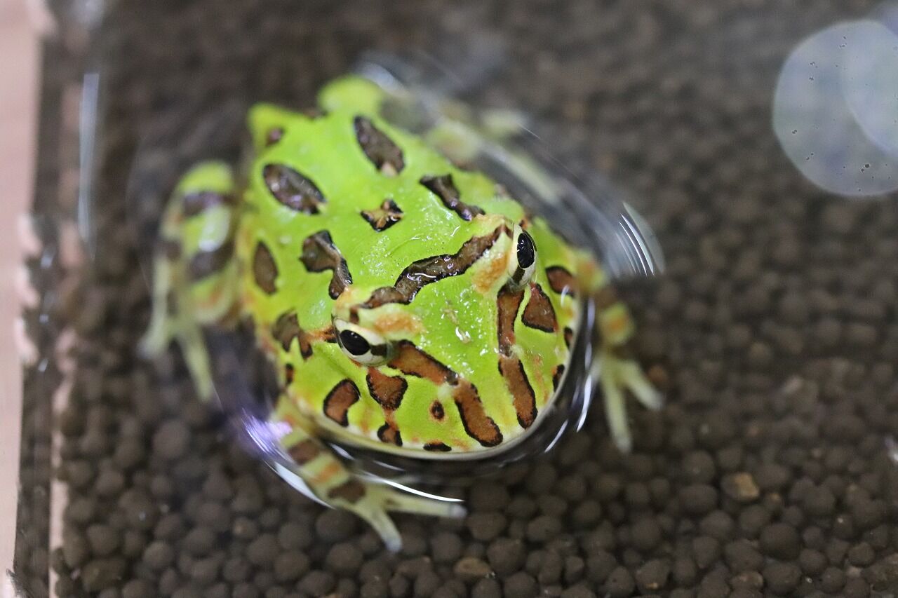在庫生体 ツノガエル 爬虫類クラブj千葉ニュータウン店 在庫生体 ツノガエル 爬虫類クラブj千葉ニュータウン店