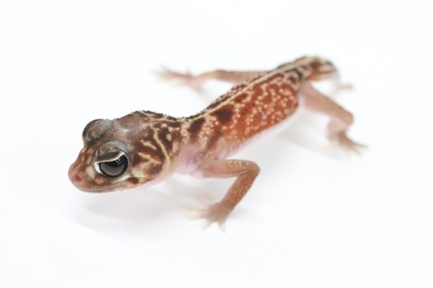 24851841-5086-4326-AA58-EF1F7F211EA1