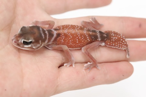 817C7C2B-86CA-4D13-8591-DFAFEFEE9A8A