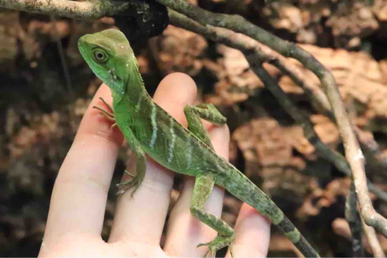 新入荷 ウォータードラゴン シシバナ ニシアフ ケヅメ 爬虫類クラブｊ千葉ニュータウン店