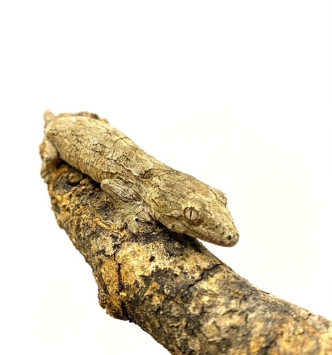 ジャイアントゲッコー2