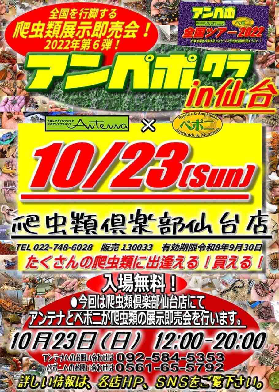 イベント告知 在庫紹介 ヒョウモントカゲモドキ ニシアフリカトカゲモドキ 爬虫類クラブj千葉ニュータウン店 イベント告知 在庫紹介 ヒョウモントカゲモドキ ニシアフリカトカゲモドキ 爬虫類クラブj千葉ニュータウン店