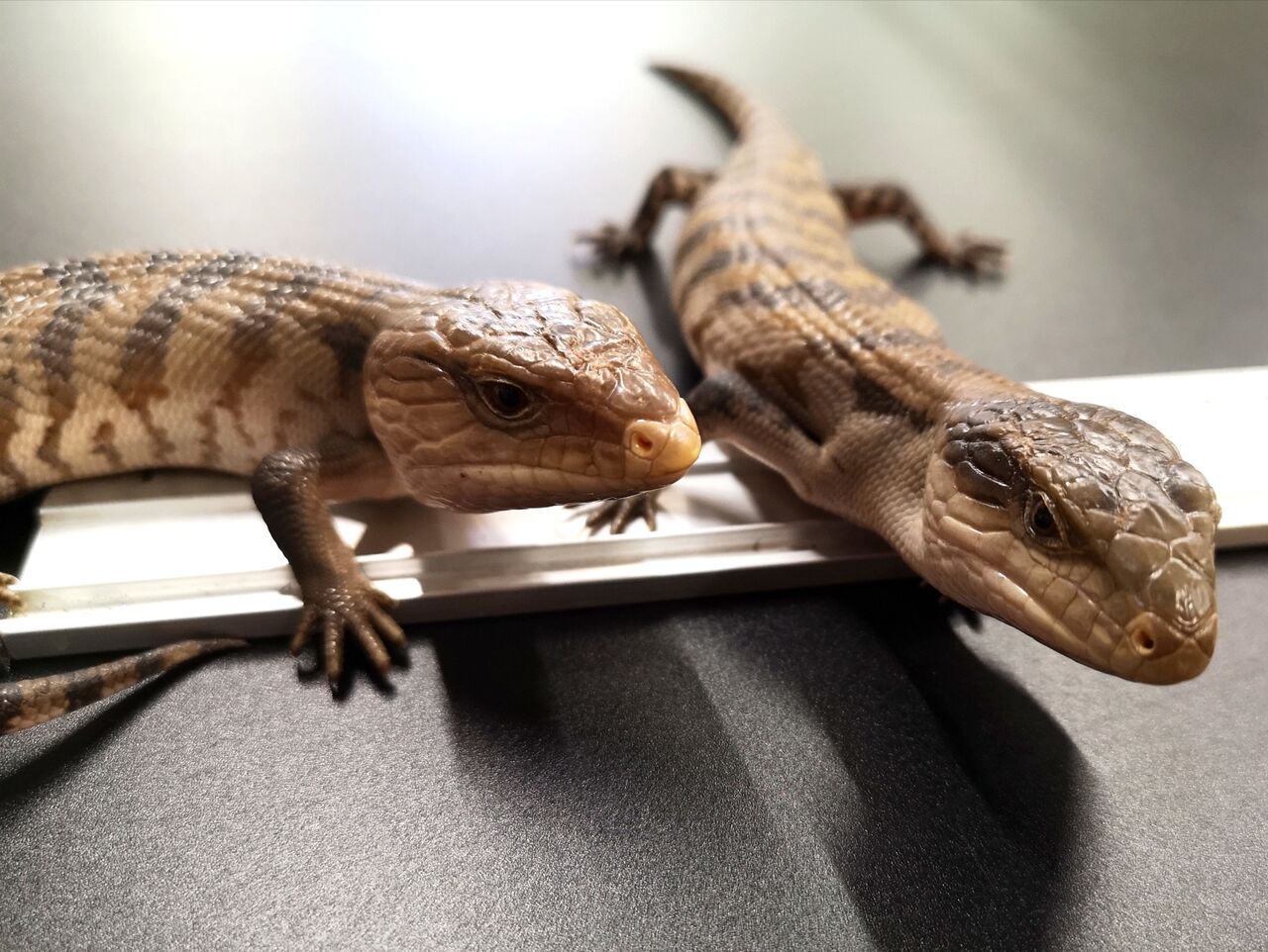 新着生体！！ イボヨルトカゲその他！！ : 爬虫類クラブJ千葉ニュー