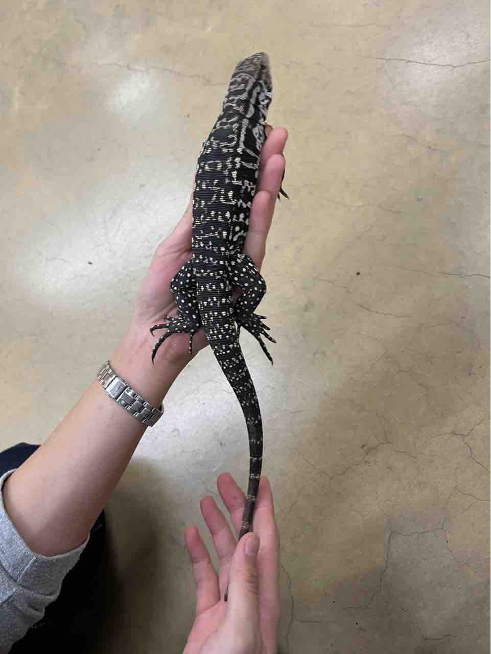 トカゲ 在庫紹介！ : 爬虫類クラブJ千葉ニュータウン店