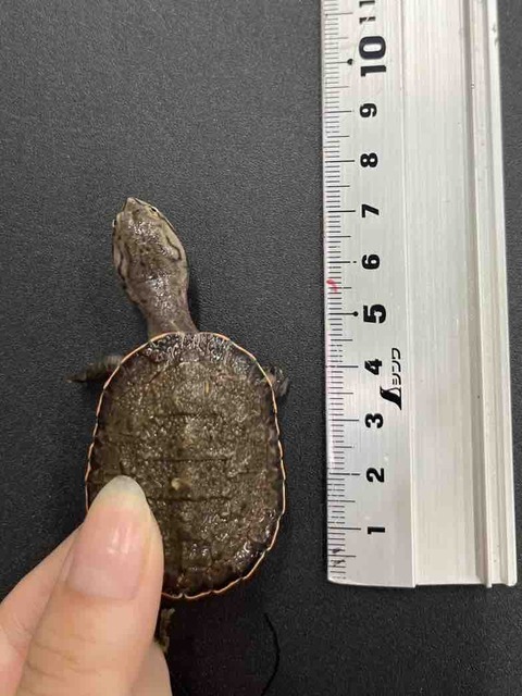 FullSizeRender