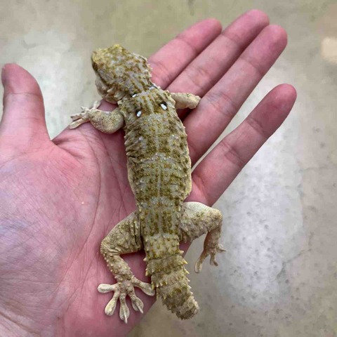 FullSizeRender