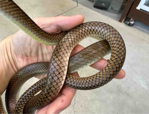 FullSizeRender