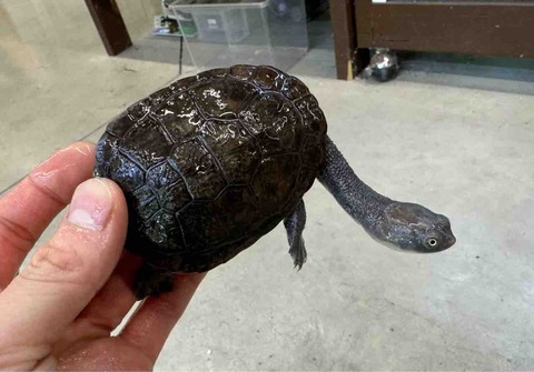 FullSizeRender