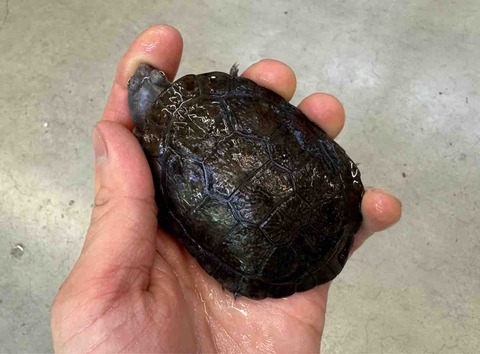 FullSizeRender