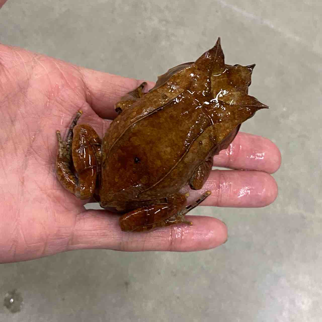 ガマガエルページ ガマガエルページ クツワアメガエル | 動物図鑑 | ZFC.jp