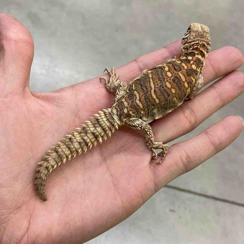 FullSizeRender
