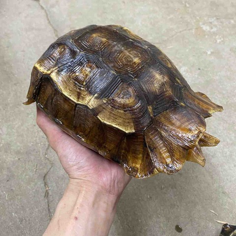 FullSizeRender