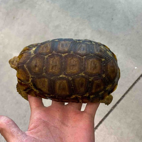 FullSizeRender