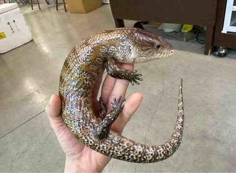 FullSizeRender