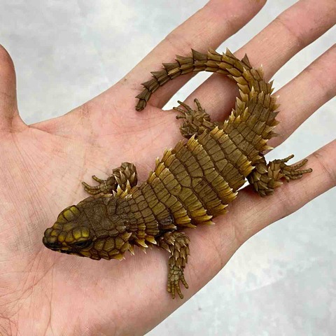 FullSizeRender