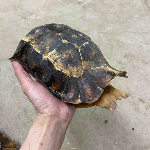 FullSizeRender