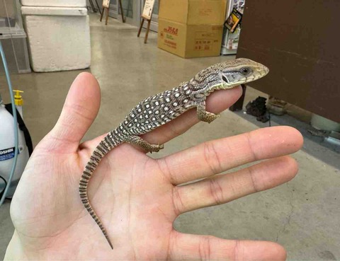 FullSizeRender
