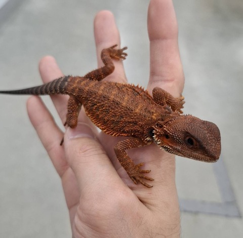 123068_0