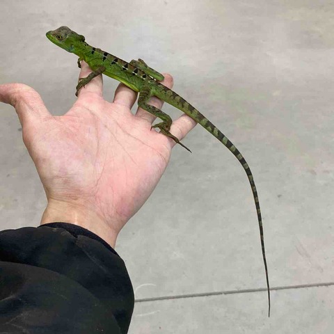 FullSizeRender