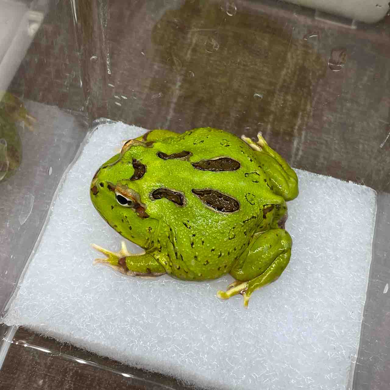 カエル新着と在庫ご紹介～ : 爬虫類クラブJ吉岡店