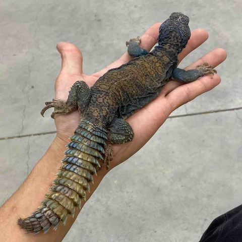 FullSizeRender