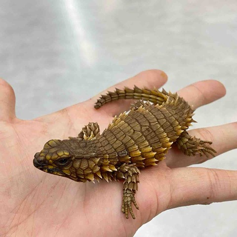 FullSizeRender