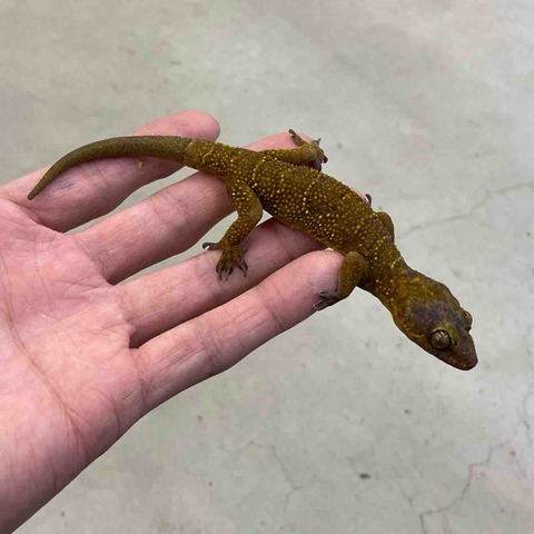 FullSizeRender