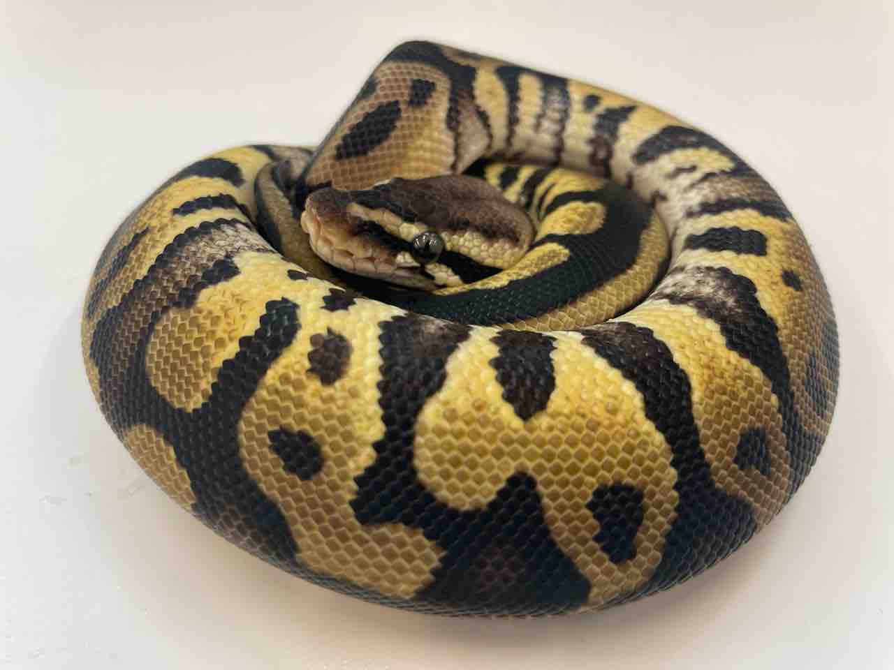 新入荷】〜ボールパイソン編〜 : 爬虫類クラブJ吉岡店