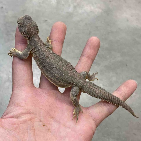 FullSizeRender