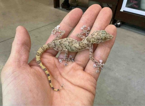 FullSizeRender