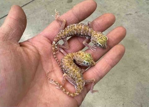 FullSizeRender