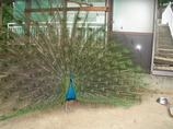 RIMG0684