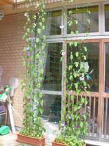 RIMG0011