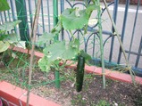 RIMG0489