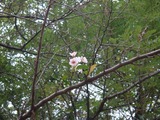DSC08461
