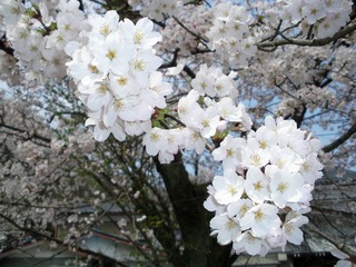 RIMG0011