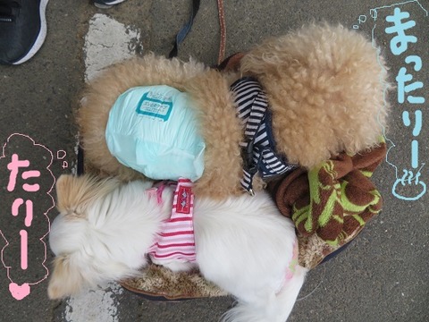 １０、やすらぎの里