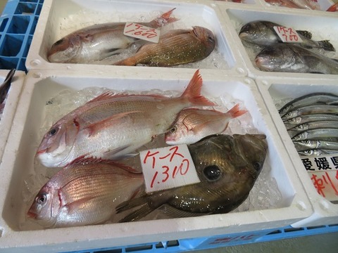 １１、八幡浜みなとオアシス