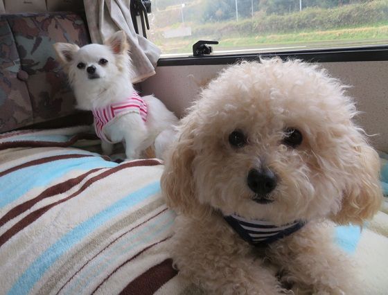 大分 車中泊の夜inあさじ 愛犬ナナとハチコのワンダフルわん生 旅ブログ