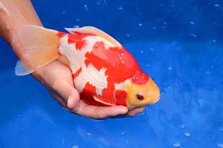 FB_IMG_1474793602539