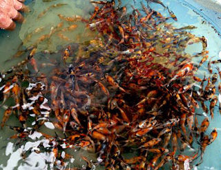 935055_506363986111617_1556232580_n