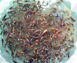 1551_474738202618140_933026780_n