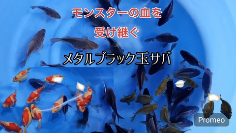 AXNG1994[1]