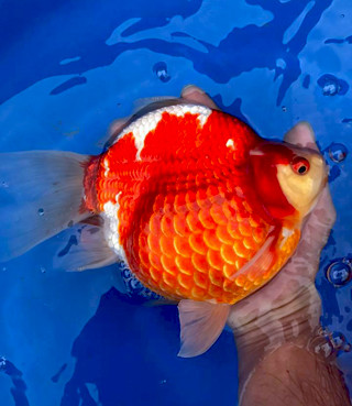 21761513_502183486810065_4386644820783479066_n