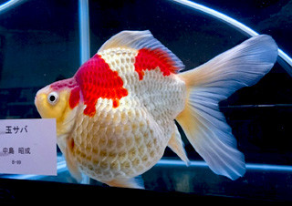 12967521_1010230435724967_642028061434281916_o