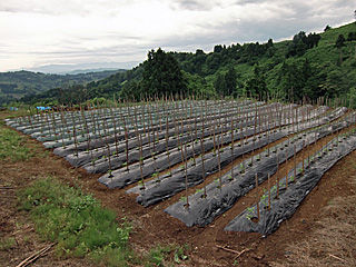 CIMG1105