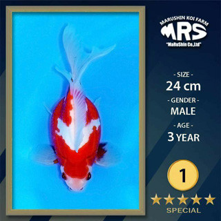 30595071_1699317720149565_1162612683151035000_n