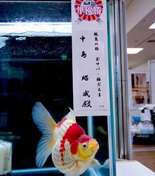 12963748_1010230449058299_3977326198875659301_n