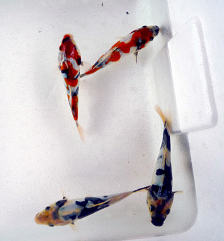 P1020199