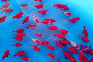 DSC_0296 - コピー